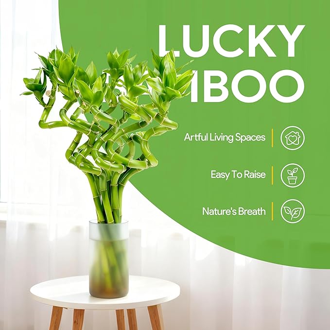Fresh Lucky Bamboo 10 Stalks 8 Inch Spiral Style Live Plant - for Home Office Decor, Feng Shui & Good Fortune - Container Not Included
