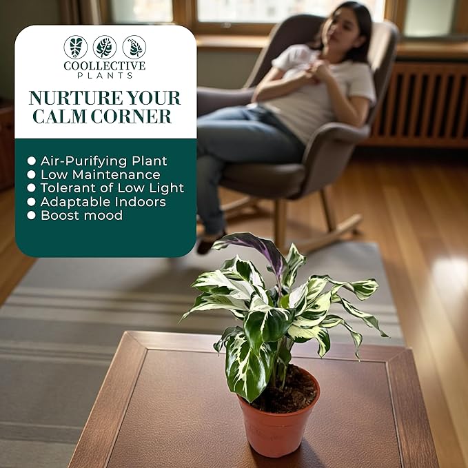 CoollectivePlants Calathea Stella - Live Calathea Plant in 6″ Growers Pot, Easy Indoor House Plants, Pet Friendly Plants Indoor, Low Maintenance Houseplant
