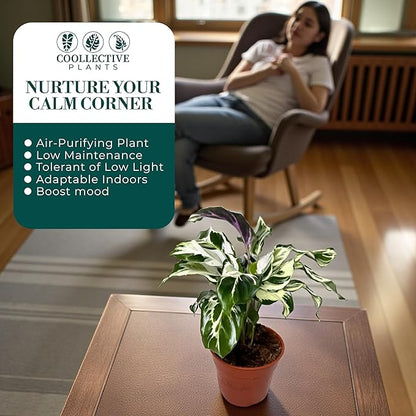 CoollectivePlants Calathea Stella - Live Calathea Plant in 6″ Growers Pot, Easy Indoor House Plants, Pet Friendly Plants Indoor, Low Maintenance Houseplant
