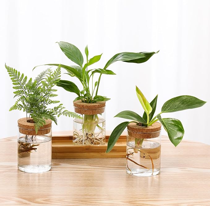 3Pcs Propagation Stations, Plant Terrarium with Lid and Wooden Stand,Desktop Glass Planter Hydroponics Vase,Home Office Living Room Decor Gifts