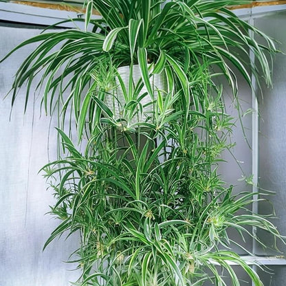 3 Reverse Variegated Spider Plant Cuttings – Fast-Growing Indoor Houseplants – Easy to Grow Hanging Basket Greenery for Home or Office Décor