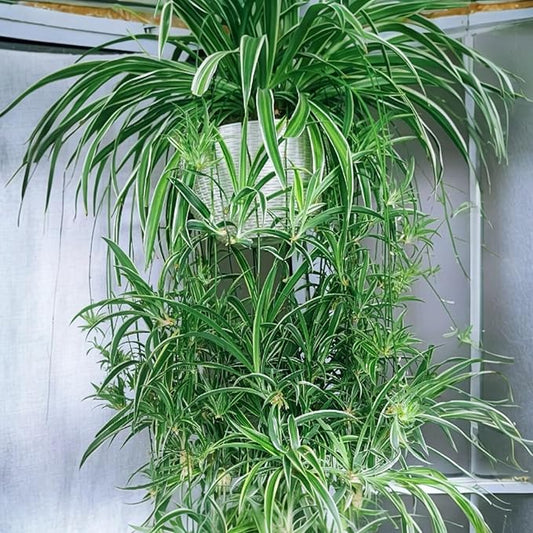 3 Reverse Variegated Spider Plant Cuttings – Fast-Growing Indoor Houseplants – Easy to Grow Hanging Basket Greenery for Home or Office Décor