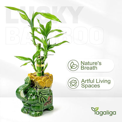 Lucky Bamboo 3-Stalk Set with Pebbles in Elephant Coin Plate Pot – 6'' 6'' 8'' Live Plant for Positive Energy