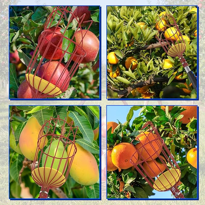 26FT Reach Fruit Picker Pole with Basket Telescoping, 5-20FT Extendable Aluminum Apple Picker for Picking Avocados, Figs, Mangoes, Citrus Fruits - Durable Harvesting Fruit Catcher for Trees