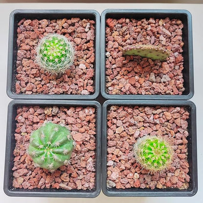 Red Horticultural Lava Rocks for Plants, 5lb Succulents Cactus Bonsai Soil Volcanic Rocks for Aquarium Outdoor Decorative Stones for Craft Projects, Vase Fillers