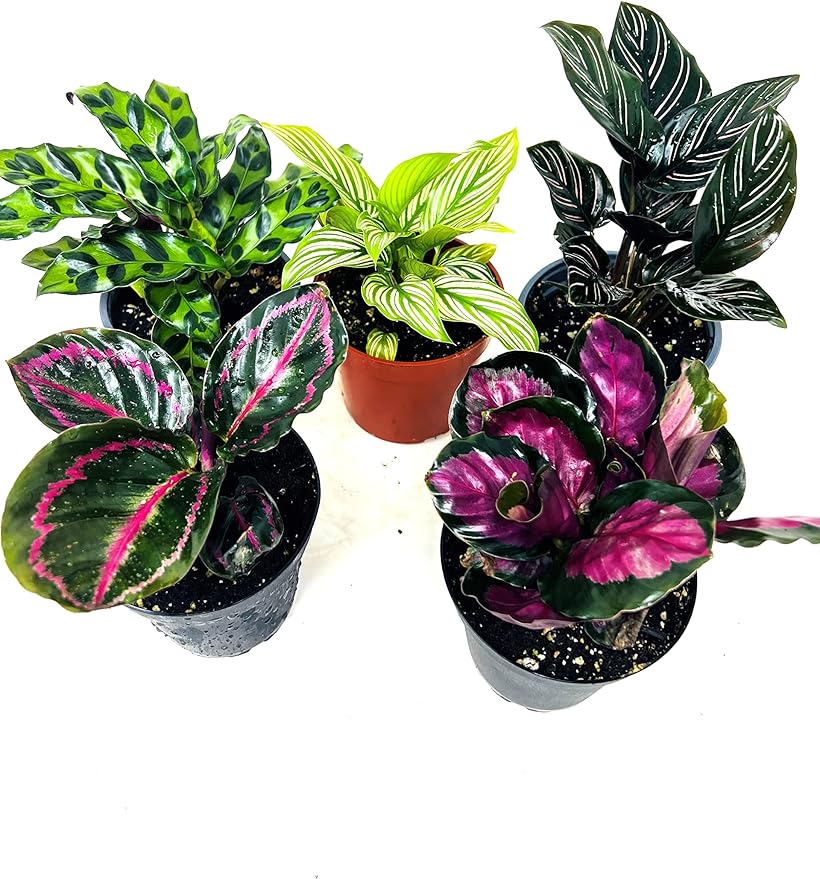 Calathea Party of 2 Live Plants 'Unique by JMBamboo'