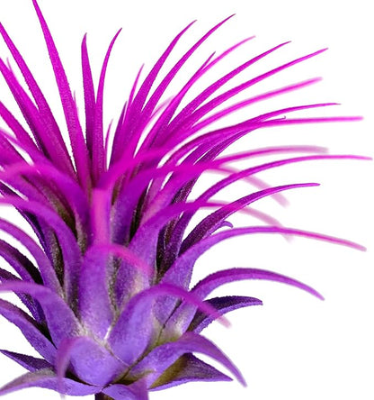 Rainbow Tillandsia Air Plant, Tillandsia Air Plant, Airplant, Air Purification, House Plant, Home Decor & Gift, Live Plant, Healthy Arrival Guarantee (Purple/Pink)