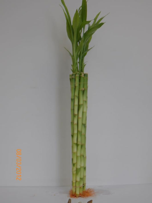 10 Stalk of 18" Straight Lucky Bamboo