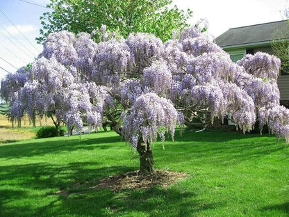 Purple Chinese Wisteria Tree - 6-12" Tall Seedling - 2.5" Pot - Live Plant - Wisteria sinensis