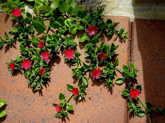 Baby Sun Rose | 3 Live Plants | Aptenia Cordifolia | Ground Cover Succulent | Easy Care Indoor Outdoor