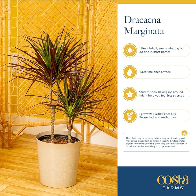 Costa Farms Dracaena Marginata Magenta Madagascar Dragon Tree, Live Indoor Plant, Easy to Grow Houseplant Potted in Decor Planter Pot, Living Room Home and Office Decor, 3-4 Feet Tall