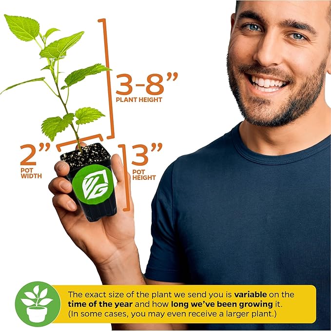 Dwarf Everbearing Black Mulberry Tree Live Plant – Morus nigra – Wellspring Gardens - Premium Fruit Tree for Indoor & Outdoor Planting – Ideal for Gardens, Patio, Landscaping, Bush & Berry Companion