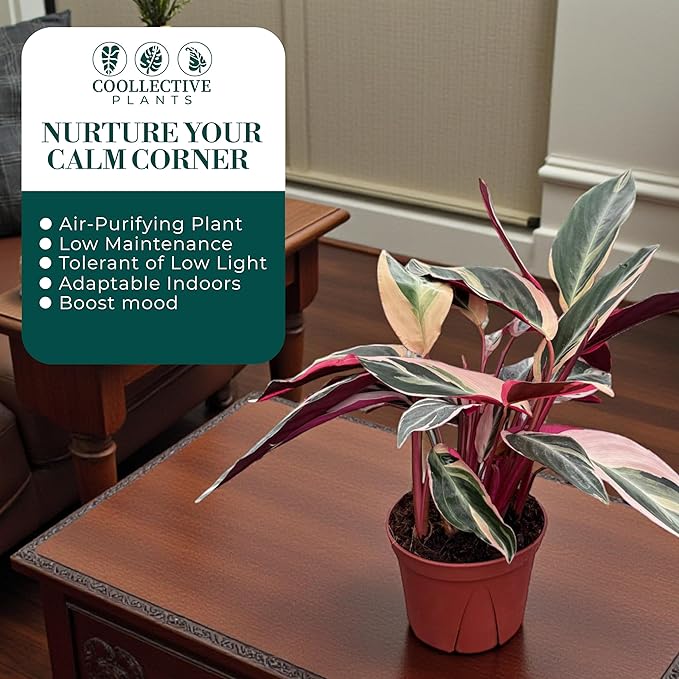 CoollectivePlants Stromanthe Triostar - Live Plant in 6″ Grower’s Pot, Stromanthe Triostar Live Plant, Easy Indoor House Plants, Low Maintenance Houseplant (6″ Wide Pot)