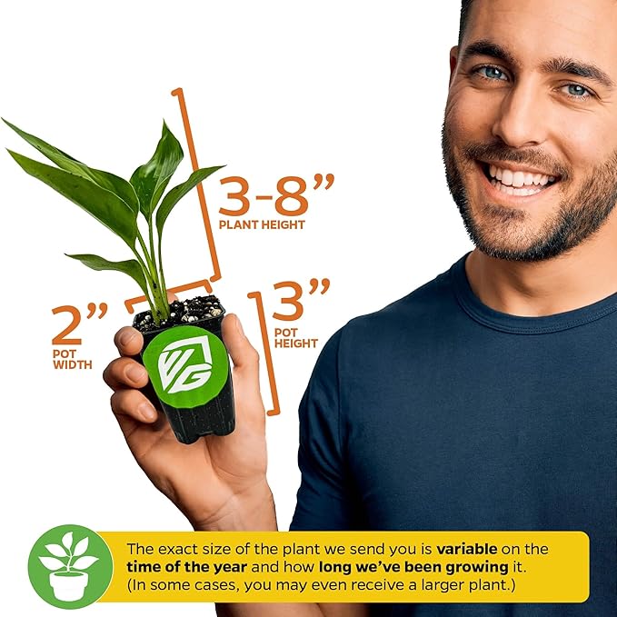 Yellow Bird of Paradise Live Plant - Strelitzia Reginae by Wellspring Gardens - Mandela’s Gold Tropical Flowering Perennial, Exotic Indoor/Outdoor Houseplant, Easy Care, Low Maintenance Starter Plant