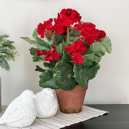 Park Seed Geranium Flowering Plant Seeds, Maverick Scarlet Variety with Large Red-Orange Blooms, Compact Annual Pelargonium for Summer Color, Pack of 100