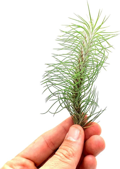 ragnaroc Air Plants - Colombian Tillandsia Funckiana, Large 5" - 1ct - Live Arrival Guaranteed - House Plants for Home Decor & Gift