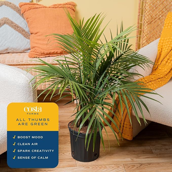 Costa Farms Majesty Palm Tree, Live Indoor Plant Potted in Grower Pot, Tropical Houseplant in Potting Soil, Patio Home Decor or Room Decor, Housewarming, 3-4 Feet Tall
