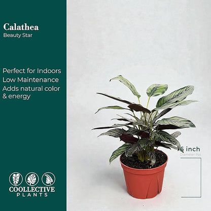 Calathea Beauty Star | Live Plant in a 4 Inch Growers Pot, Live Indoor, Easy to Grow, Easy to Care, and Low Maintenance Houseplant (6" Pot)