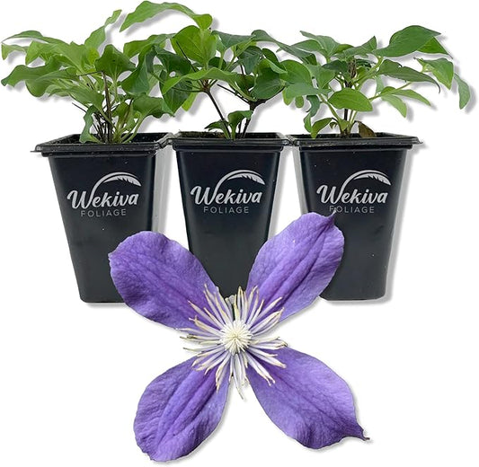 Clematis Arabella - 3 Live Starter Plants in 2 Inch Growers Pots - Starter Plants Ready for The Garden - Rare Clematis for Collectors
