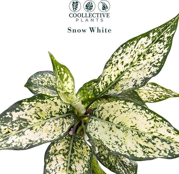 Aglaonema Snow White, Spring Snow, Live Plant in a 4 Inch Growers Pot, Live Indoor, Easy to Grow, Easy to Care, and Low Maintenance Houseplant,White Plants