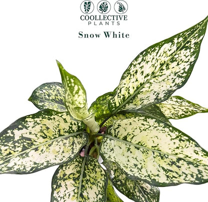 Aglaonema Snow White, Spring Snow, Live Plant in a 4 Inch Growers Pot, Live Indoor, Easy to Grow, Easy to Care, and Low Maintenance Houseplant,White Plants