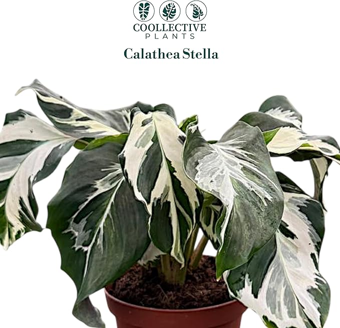 CoollectivePlants Calathea Stella – Live Calathea Plant in 4″ Grower’s Pot, Low Maintenance Indoor Houseplant, Includes UniHeat Pack for Winter Protection