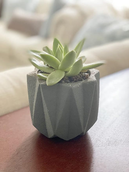 Geometric Nordic Cement Succulent Pots 4.3" Planters with Drainage | 3 Pack…