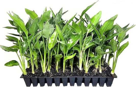 Orange Bird of Paradise | Strelitzia Reginae | 10 Live Plants | Tropical Perennial Blooming Specimen