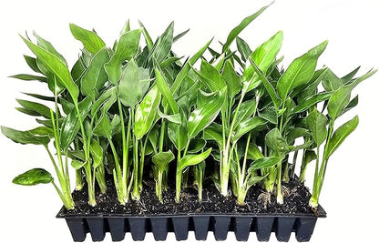 Orange Bird of Paradise | Strelitzia Reginae | 3 Live Plants | Tropical Perennial Blooming Specimen
