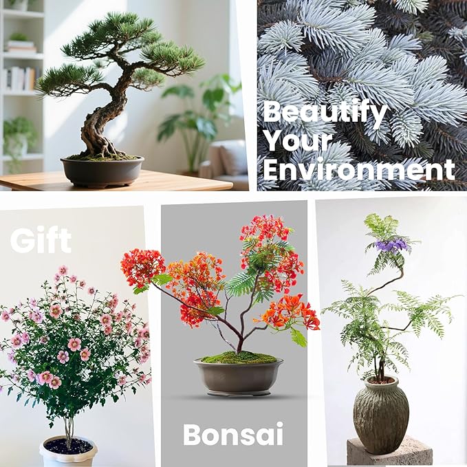 Bonsai Tree Kit - Christmas Gifts, Christmas Gifts for Women & Men, Christmas Gifts for Mom - Complete Beginner Bonsai Starter Kit with Tools & Seeds | Unique DIY Gardening Gift Set for Plant Lovers