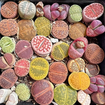 Pack of 30 Live Small Exotic Lithops Live Plants | Perfect for Lithops Starter, Great Terrarium Addition | Bare Root Without Soil or Pot, Easy to Grow and Ideal for Indoor/Outdoor Display