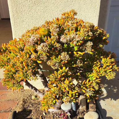 Sprout N Green Gollum Jade - Crassula Ovata Gollum, Rare Cute Succulent Plant Fully Rooted in 4" Pot