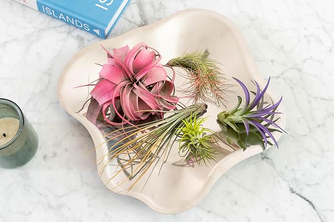 Coral Colorful Tillandsia Air Plants - Long Lasting Color Enhanced Live Tillandsia Succulent House Plants - Home and Garden Decor - Easy Care Indoor/Outdoor Plants (Argentea Thin, Pack of 3)