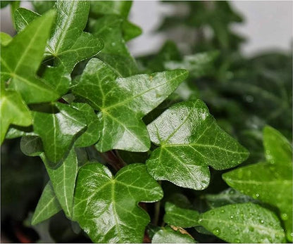American Plant Exchange English Ivy – Live 4-Inch Potted Trailing Vine, Fast-Growing Air-Purifying Houseplant, Easy-Care Indoor & Outdoor Climbing Ivy for Hanging Baskets