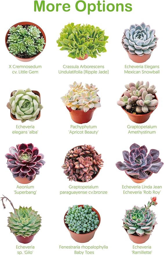 Live Succulent Plants Aeonium 'Dark Sea', Rare Succulents Fully Rooted in 4" Pots with Soil, Easy-Care House Plant,Standard Packaging