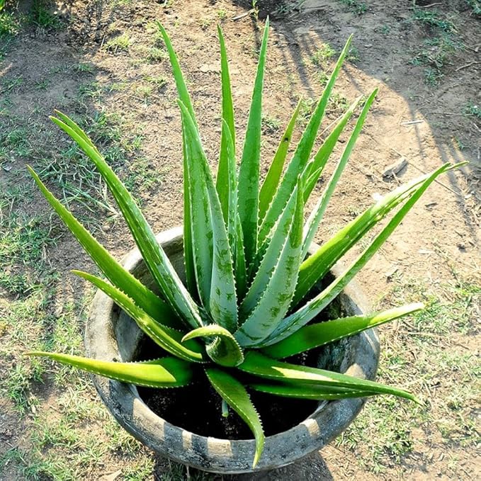 Aloe Vera Aloe Vera Plant for Garden in Size 4 Inch Pot | Vibrant, Low-Maintenance Aleo Plant for Patio, Balcony & Indoor Spaces | Perfect for Beginners & Green Home Styling
