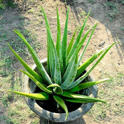 Aloe Vera Aloe Vera Plant for Garden in Size 4 Inch Pot | Vibrant, Low-Maintenance Aleo Plant for Patio, Balcony & Indoor Spaces | Perfect for Beginners & Green Home Styling