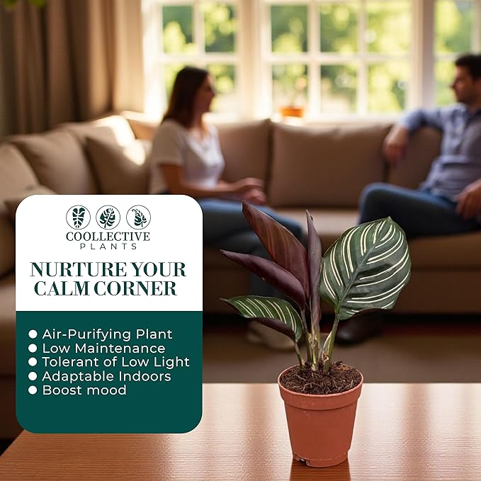 Calathea Ornata | Live Plant in a 4 Inch Growers Pot, Live Indoor, Easy to Grow, Easy to Care, and Low Maintenance Houseplant (2" Pot)