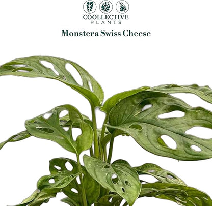 CoollectivePlants Monstera Swiss Cheese – Live Monstera Plant in 4″ Grower’s Pot, Easy Care Indoor House Plants Live and Low Maintenance Indoor Plant