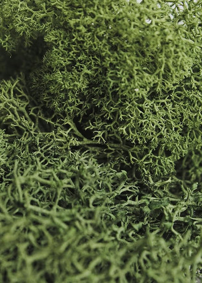 Super Moss (21710) Reindeer Moss Preserved, Forest Green, 3lbs
