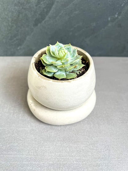 Mini Concrete Planter with Drainage, Cute Plant Pot, Bubble Planter, Decorative Cement Pot, Minimalist Pot with Saucer, Nordic, Chunky Pot (Creamy Gray)