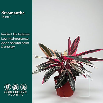 CoollectivePlants Stromanthe Triostar – Live Plant in 6″ Growers Pot, Easy Care Indoor Plant, Low Maintenance Houseplant, Rare House Plants Live