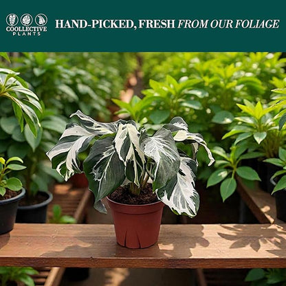 CoollectivePlants Calathea Stella – Live Calathea Plant in 4″ Grower’s Pot, Low Maintenance Indoor Houseplant, Includes UniHeat Pack for Winter Protection