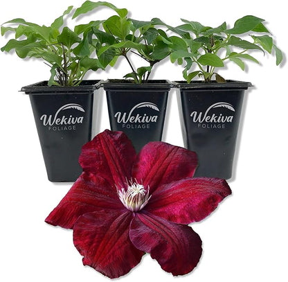 Clematis Rouge Cardinal - 3 Live Starter Plants in 2 Inch Growers Pots - Starter Plants Ready for The Garden - Rare Clematis for Collectors