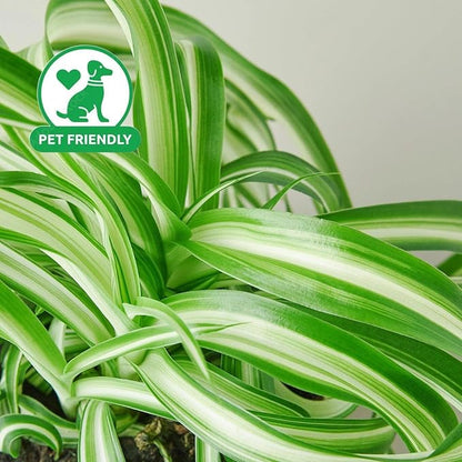 3' Spider Plant Bonnie - Airplane Plant, Spider Ivy