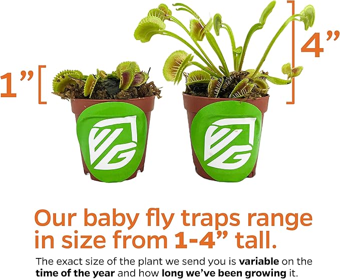 Dente Venus Fly Trap Live Plant - Dionaea muscipula 'Dente' by Wellspring Gardens - Carnivorous Plant - Fly Trap Plant - Unique Indoor Plant - Starter Plant