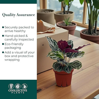Calathea Medallion | Live Plant in a 2 Inch Growers Pot, Live Indoor, Easy to Grow, Easy to Care, and Low Maintenance Houseplant (4" Pot)