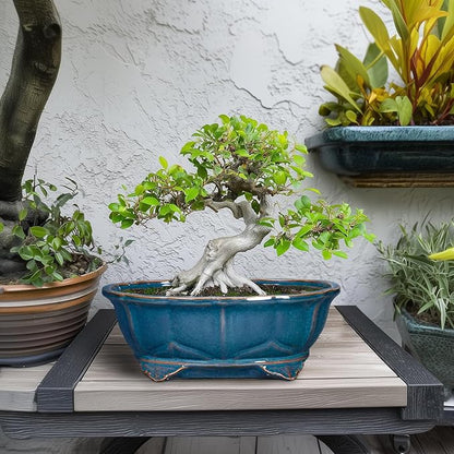 Bonsai Tree Pot - 11 Inch Ceramic Succulent Pots, Bonsai Planter for Indoor Outdoor, Decorative Plant Pot with Drainage Hole, Oval Flower Pot, Home Garden Decor, Garden Gifts, Retro Blue