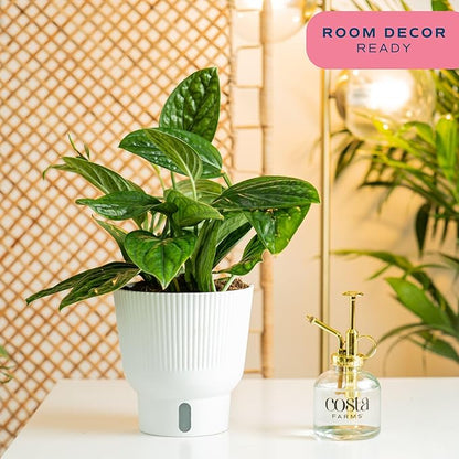 Costa Farms Green Galaxy Monstera Live Plant in Self Watering Pot, Easy to Maintain Indoor Houseplant, Perfect for Home, Room, or Office Decor, Great House Warming or Birthday Gift, 12-14 Inches Tall