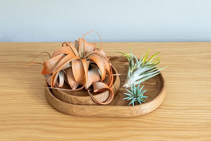 Lavender Colorful Tillandsia Air Plants - Long Lasting Color Enhanced Live Tillandsia Succulent House Plants - Home and Garden Decor - Easy Care Indoor and Outdoor Plant